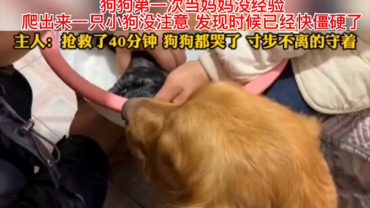 Anjing itu jadi ibu untuk pertama kalinya, dan saat bayinya merangkak keluar, tubuhnya sudah kaku.