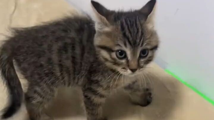 Hunched-back, fur-raised boxing kitten—come on, let’s go all out for three hundred rounds!