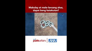 Makulay at mala-laruang ahas, dapat bang katakutan? | AHA!