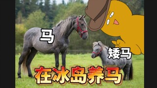 【Studying in Iceland】Raising Horses—but I feel Iceland’s horses are a bit dim-witted.