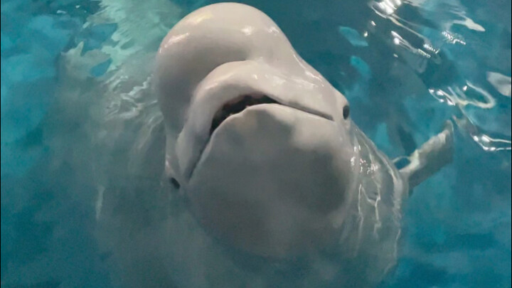 Turns on Little Black and Little Fish in an instant!