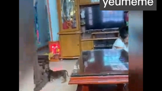 Tết rồi ai cũng phải dọn nhà