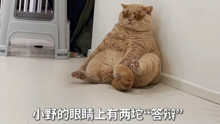 โคโนะ: ภาคต่อที่พวกคุณชอบดู คือความเจ็บปวดของฉัน