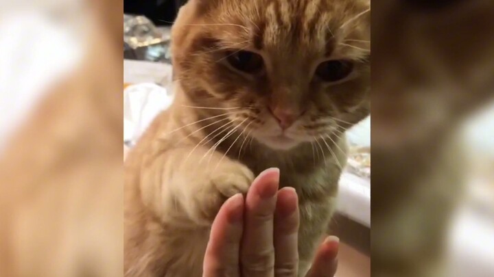 ลูกแมวน้อยสุดอบอุ่น ถ้าเอานิ้วจิ้มเข้าไปในปากแมวจะเกิดอะไรขึ้น? ตอนจบชวนฟินจนใจละลายเลย!