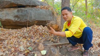 "ขุดกลอย" บนภูเขา ของอร่อยใต้ดิน ที่หากินไม่ได้ง่ายๆ