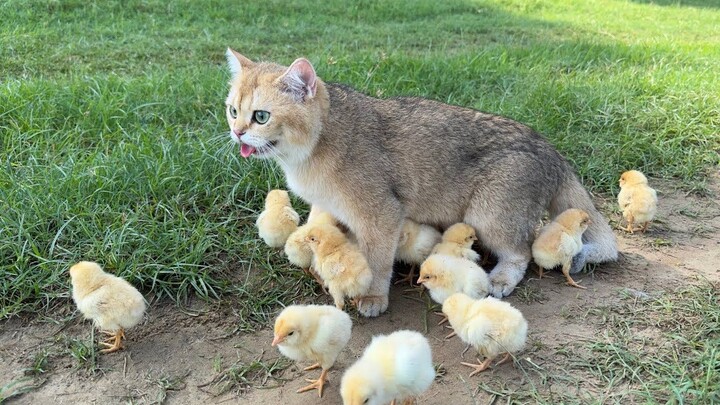 A little kitten takes a little duckling out for a stroll