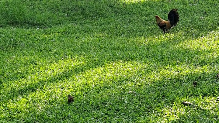 commando mini backyard