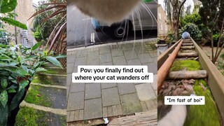 Finally figured out where the cat is!