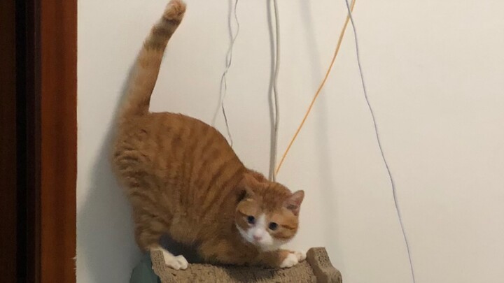 A Mi: “Tôi thật sự không thích người đàn ông này! Thật đấy.”