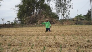 พืชเศรษฐกิจ พริกแดง นำหนักดี กำไรงาม สวนพริกพี่ประจวบ