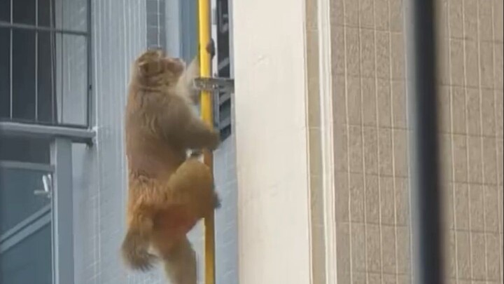 Monyet: Jeritan kalian adalah obat peningkat semangatku!