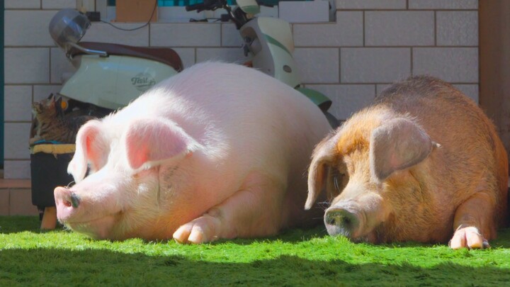 Time to take a bath and get ready for New Year’s Eve~ Immersive pig-washing (sleep-inducing version)