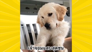 สัตว์เลี้ยงพื่อนขนปุย : เจ้าจอมแสบสุดซน