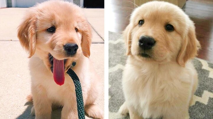 😍 These Adorable Cute Golden Puppies Make You Enjoy After Tired Day💖 | Cute Puppies