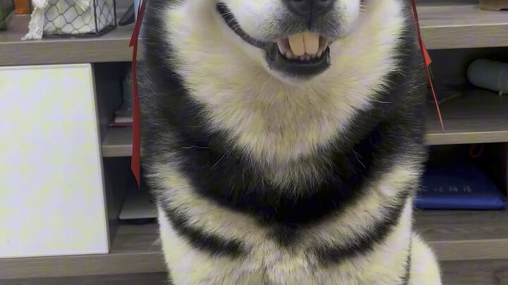 Memelihara anjing memang untuk bersenang-senang, hahahaha