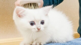 Here is a kitten who is crazy about brushing