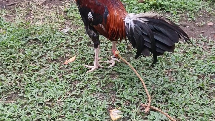 2x winner gary guiliam roundhed