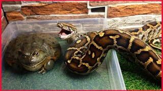 African Bullfrog And Burmese Python Catch Hamster / Documentary Warning Live Feeding.