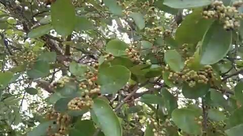 Inyam tree
