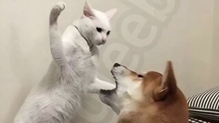 Cats🤣