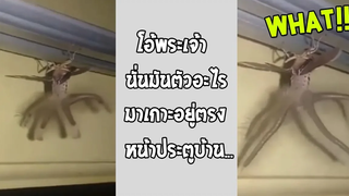 เจอแบบนี้ถ้ามันเข้าไปในบ้าน ย้ายออกเถอะ รวมคลิปฮาพากย์ไทย