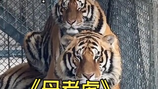 Why is the male tiger afraid of the female tiger?