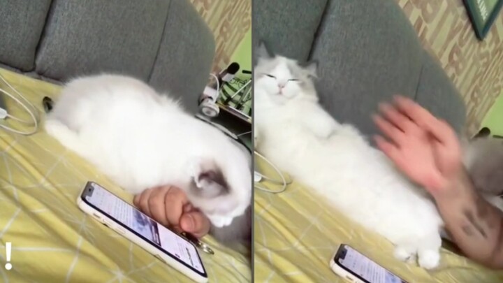 Menjauhlah dari Kucing Manja, Apakah Dia Akan Marah?