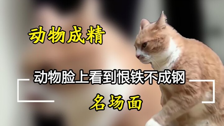 You can see the exasperation on the animal’s face—when a cat stays with the kid while they do homewo