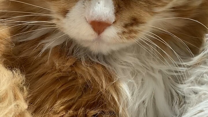 Si streamer sudah mulai berjualan!