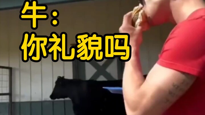 挑战在头牛面前吃牛肉｜冲浪学单词14