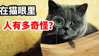 在猫眼里，人有多奇怪？