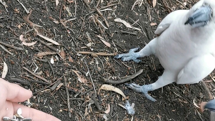 These birds have become my best bros.