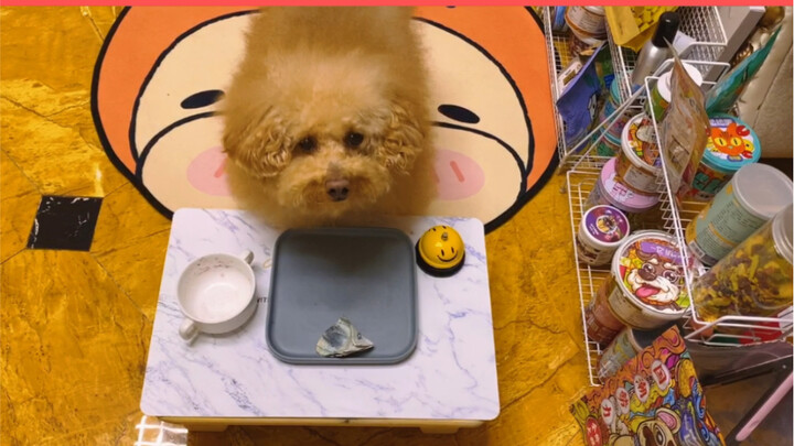 I haven’t even spent money on a dog yet.