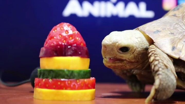 Rùa thưởng thức bữa tiệc trái cây