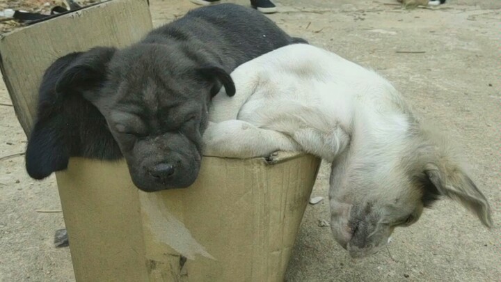 I’m so tired from sleeping that I’ve lost all will to live.