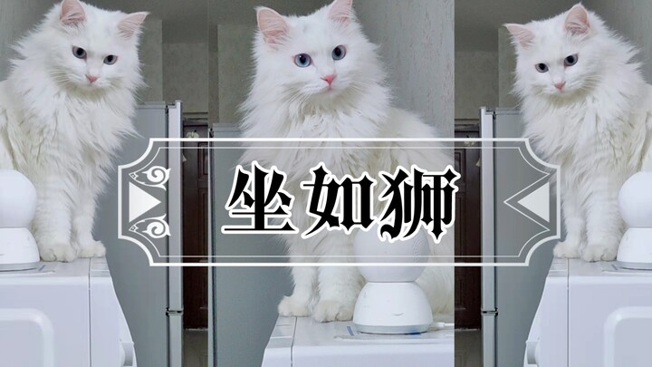 [Lion Cat] Sitting Like a Lion