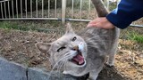 [Động vật]Chú mèo đáng yêu hoài mình với thiên nhiên