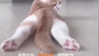 Japanese pink cat watching "Cat Movie" is excited by various small cats