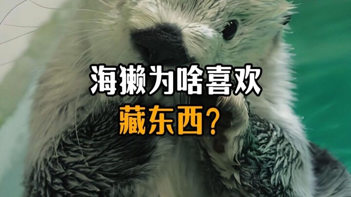 Apakah berang-berang laut memiliki kantong di dada? Mengapa mereka suka menyembunyikan barang?