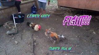 LEIPER GREY VS SUPER BULIK JRP BAKCYARD SPAR