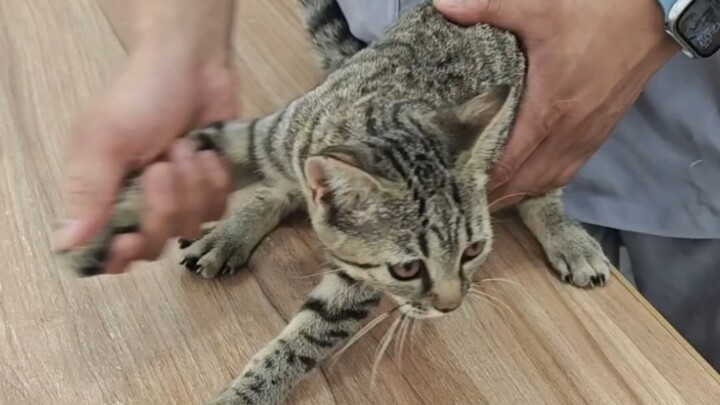 Lần đầu tiên thấy một chú mèo sợ chết đến thế!