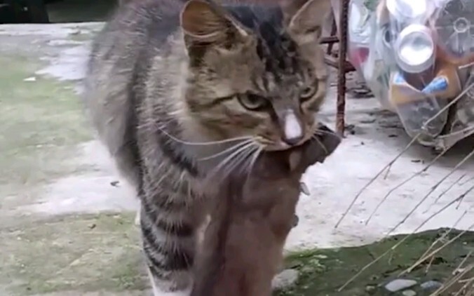 Anh cả nhà tôi đã về rồi, mang theo bao thành quả!