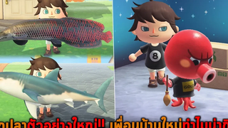 ตกปลาตัวอย่างใหญ่ เพื่อนบ้านใหม่ทำไมน่ากิน Animal Crossing