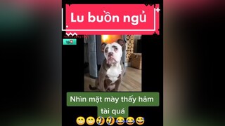 chócute chómèohàihước giaitri   Lu buồn ngủ