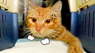 Cat: I haven’t eaten or drunk for 5 days, why are you here just now?