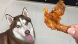 Greedy Husky eat fried chicken
