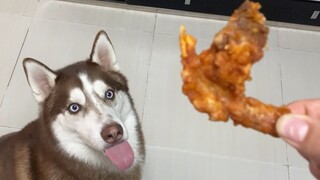 Greedy Husky eat fried chicken