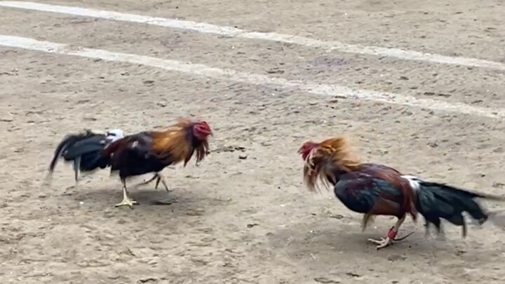 HATCH VS ROUNDHEAD, 55k PARADA LUCENA VS LUMBAN. #SABONG PILIPINAS