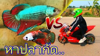 ขี่บิ๊กไบค์  เที่ยวฟาร์มปลากัด  สัตว์เลี้ยงตัวใหม่ของทิกเกอร์!!!  / TiggerShow