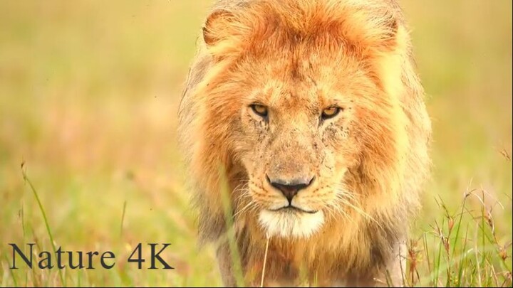 HDR 4K OLED TV  (1)